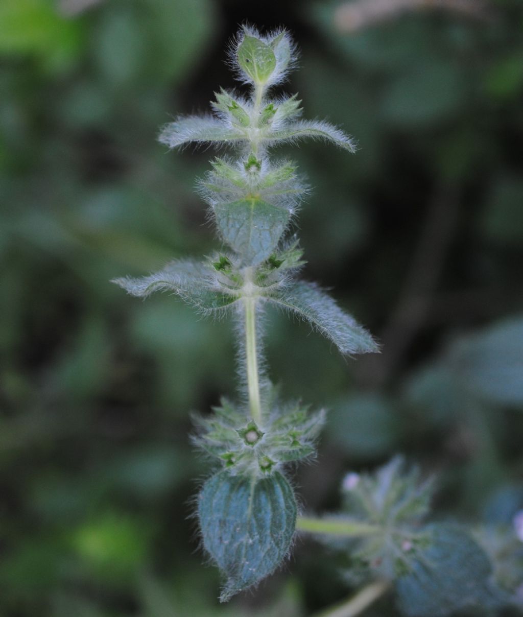 Stachys heraclea (Lamiaceae)